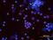 VEGF antibody, MAB1603, R&D Systems, Immunofluorescence image 