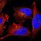 Tumor Protein P53 Inducible Protein 3 antibody, NBP1-87275, Novus Biologicals, Immunofluorescence image 