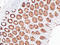Colonic mucin antibody, LS-C744539, Lifespan Biosciences, Immunohistochemistry paraffin image 