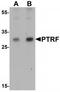 Caveolae Associated Protein 2 antibody, TA319748, Origene, Western Blot image 