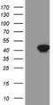 Neuronal-specific septin-3 antibody, TA811272, Origene, Western Blot image 