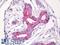 Milk Fat Globule-EGF Factor 8 Protein antibody, LS-B8623, Lifespan Biosciences, Immunohistochemistry paraffin image 
