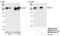 CAD protein antibody, NB100-61613, Novus Biologicals, Western Blot image 