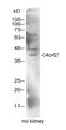 Histone PARylation Factor 1 antibody, orb3013, Biorbyt, Western Blot image 