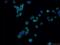 Ciliary Neurotrophic Factor antibody, 27342-1-AP, Proteintech Group, Immunofluorescence image 