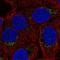 Beta-1,4-Galactosyltransferase 4 antibody, HPA063546, Atlas Antibodies, Immunofluorescence image 