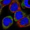 Cyclin J antibody, NBP1-90019, Novus Biologicals, Immunofluorescence image 
