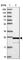 Chromosome 6 Open Reading Frame 203 antibody, HPA049535, Atlas Antibodies, Western Blot image 