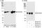 Nucleolin antibody, A300-711A, Bethyl Labs, Western Blot image 