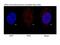 WRN RecQ Like Helicase antibody, NB100-471, Novus Biologicals, Immunocytochemistry image 