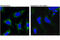 OPA1 Mitochondrial Dynamin Like GTPase antibody, 67589S, Cell Signaling Technology, Immunocytochemistry image 
