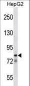 Cation channel sperm-associated protein 1 antibody, LS-C168339, Lifespan Biosciences, Western Blot image 