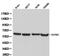Noelin antibody, PA5-75584, Invitrogen Antibodies, Western Blot image 