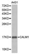 Calmodulin antibody, abx001099, Abbexa, Western Blot image 