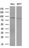 DNA Polymerase Iota antibody, M01376, Boster Biological Technology, Western Blot image 