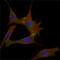 Fatty Acid Binding Protein 2 antibody, M02378, Boster Biological Technology, Immunofluorescence image 