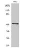 Complement C5a Receptor 1 antibody, A01898-1, Boster Biological Technology, Western Blot image 