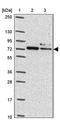 Putative adenosylhomocysteinase 3 antibody, PA5-62735, Invitrogen Antibodies, Western Blot image 