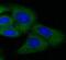 Nuclear Receptor Subfamily 1 Group H Member 3 antibody, FNab05836, FineTest, Immunofluorescence image 