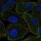 Neurabin-1 antibody, NBP2-69010, Novus Biologicals, Immunocytochemistry image 