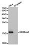 Histone Cluster 3 H3 antibody, MBS9405754, MyBioSource, Western Blot image 