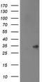 Sepiapterin Reductase antibody, TA501983, Origene, Western Blot image 