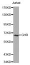 GHBP antibody, abx002151, Abbexa, Western Blot image 