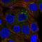 ICAp69 antibody, HPA061452, Atlas Antibodies, Immunocytochemistry image 