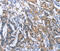 Synaptotagmin-17 antibody, MBS2517918, MyBioSource, Immunohistochemistry frozen image 