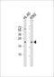 Gametocyte-specific factor 1 antibody, 55-265, ProSci, Western Blot image 