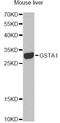 Glutathione S-Transferase Alpha 1 antibody, STJ23884, St John