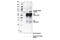 BLNK antibody, 65060S, Cell Signaling Technology, Immunoprecipitation image 