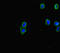 Ceramide kinase-like protein antibody, orb45005, Biorbyt, Immunofluorescence image 