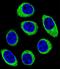 Protocadherin-1 antibody, LS-C163412, Lifespan Biosciences, Immunofluorescence image 