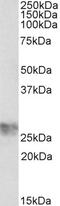 CCAAT/enhancer-binding protein zeta antibody, 43-207, ProSci, Enzyme Linked Immunosorbent Assay image 
