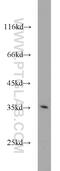 Pirin antibody, 10263-1-AP, Proteintech Group, Western Blot image 