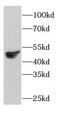 COP9 Signalosome Subunit 3 antibody, FNab01871, FineTest, Western Blot image 