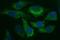 HAUS augmin-like complex subunit 7 antibody, NBP2-45932, Novus Biologicals, Immunofluorescence image 