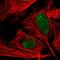 DNA Topoisomerase I antibody, HPA019039, Atlas Antibodies, Immunofluorescence image 