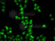 HDGF Like 2 antibody, A7484, ABclonal Technology, Immunofluorescence image 