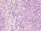 CD32 antibody, orb44658, Biorbyt, Immunohistochemistry paraffin image 