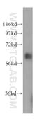 YTH N6-Methyladenosine RNA Binding Protein 1 antibody, 17479-1-AP, Proteintech Group, Western Blot image 
