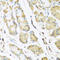 Promotilin antibody, LS-C334678, Lifespan Biosciences, Immunohistochemistry frozen image 