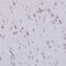 CUGBP Elav-Like Family Member 5 antibody, NBP2-34134, Novus Biologicals, Immunohistochemistry frozen image 