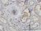 Actin Related Protein 2 antibody, H00010097-M01, Novus Biologicals, Immunohistochemistry paraffin image 