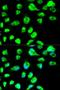 Solute Carrier Family 46 Member 3 antibody, orb325132, Biorbyt, Immunofluorescence image 