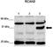RCAN Family Member 3 antibody, TA343794, Origene, Western Blot image 