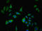 Spindlin Family Member 4 antibody, LS-C395450, Lifespan Biosciences, Immunofluorescence image 