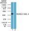 RUNX Family Transcription Factor 2 antibody, PA1-41519, Invitrogen Antibodies, Western Blot image 