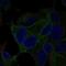 Transient Receptor Potential Cation Channel Subfamily V Member 2 antibody, HPA044993, Atlas Antibodies, Immunofluorescence image 